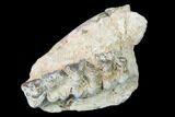Oreodont (Merycoidodon) Jaw Section - South Dakota #140925-1